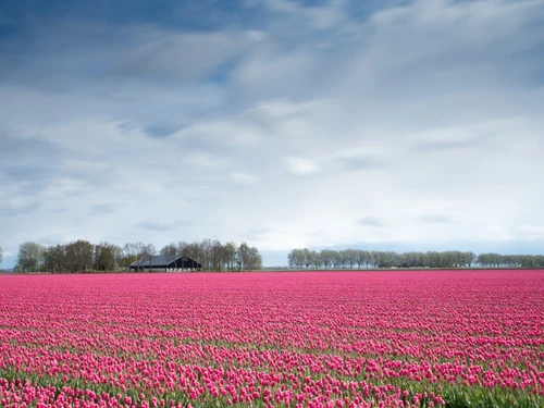 De tulp met boeketcadeau.nl